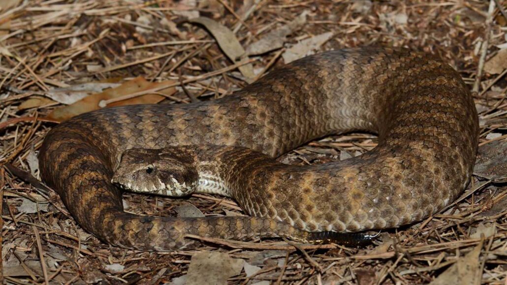 A photo of a female common death adder on a bed of leaves