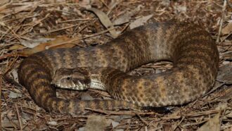 A photo of a female common death adder on a bed of leaves