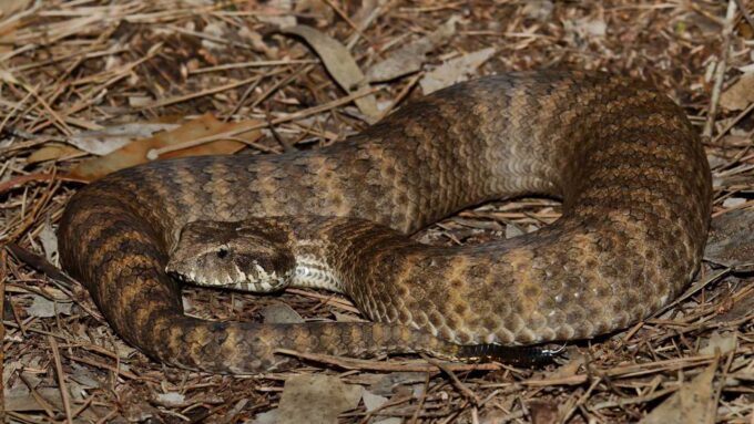A photo of a female common death adder on a bed of leaves