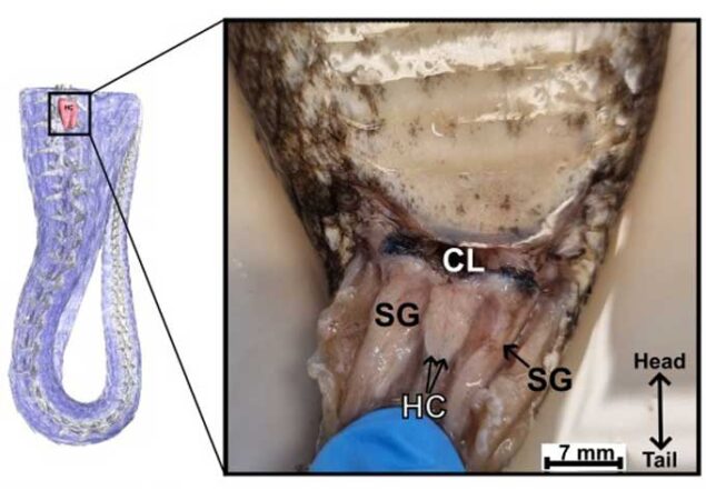 A micro-CT scan (left) shows the location of the hemiclitoris in a female common death adder, shown as a small, pink, triangular region at the base of the snake’s tail. A dissected view of this region (right) shows the snake’s genital anatomy (CL= the cloaca, a shared chamber for the reproductive organs and elimination of waste, SG = scent glands, HC = hemiclitoris).