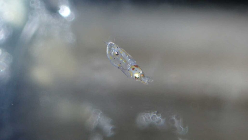 A photo of a California market squid hatchling