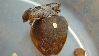 A photo of a jumping bean moth resting on a seed pod.