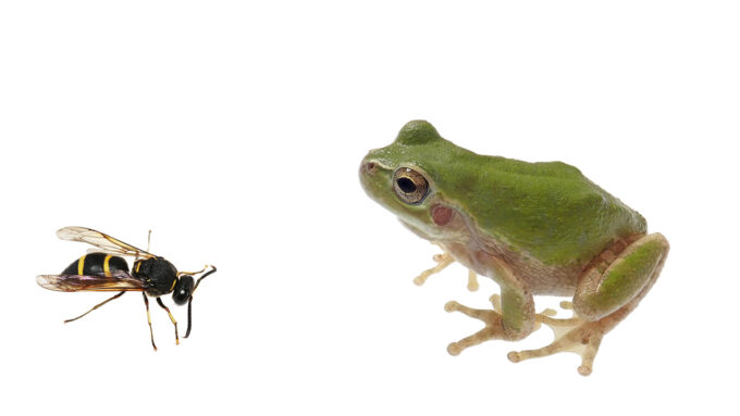 photo of a black and yellow Anterhynchium mason wasp and a green tree frog on a white background