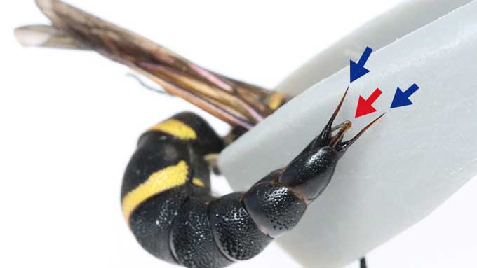 photo of the rear of a Anterhynchium gibbifrons wasp with a red arrow pointing to the sperm delivery system and a two blue arrows pointing to two spines next to it