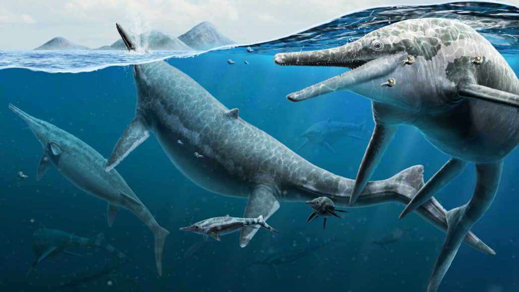 An illustration of Shonisaurus popularis, ancient dolphinlike reptiles, swimming in water