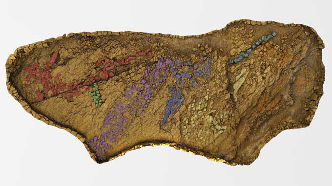 Versteende botten van ten minste zeven ichthyosauriërs (elk gemarkeerd met een andere kleur) worden getoond in dit 3D-model van een fossielenlaag in Nevada.