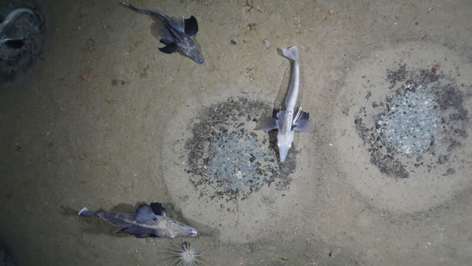 Three Jonathan icefish near their nests