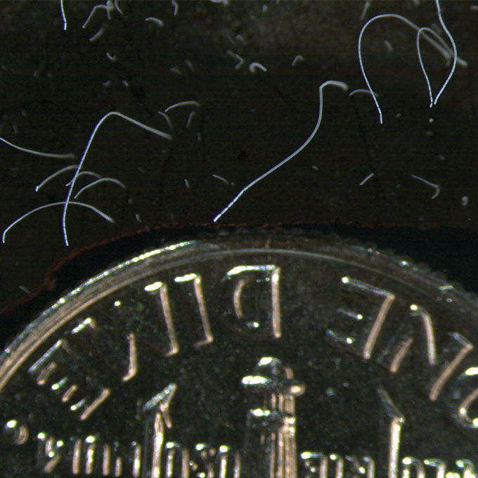 Thiomargarita magnifica bacteria shown next to a dime
