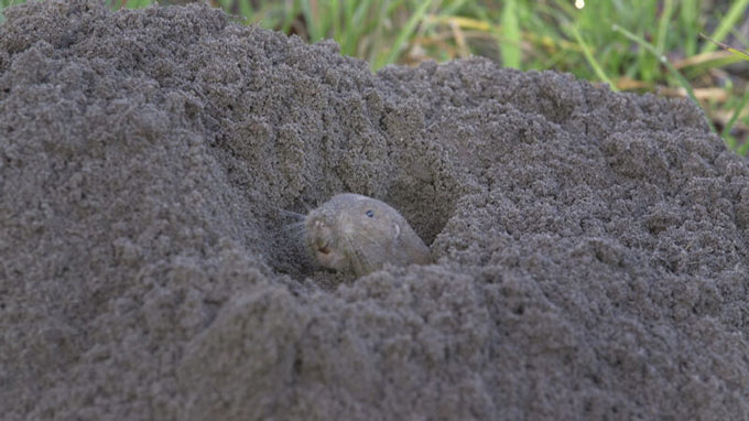 A photo of a southeastern pocket gopher emerging from a hole