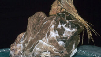 photo of the remains of an Inca child bundled in a textile and wearing a ceremonial headdress