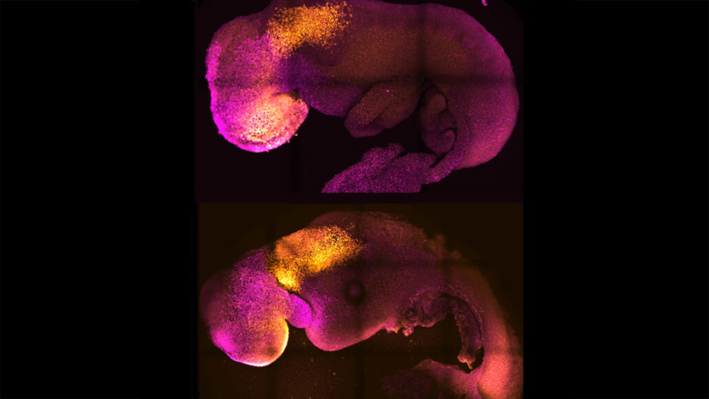 a natural embryo and a synthetic embryo against a black background