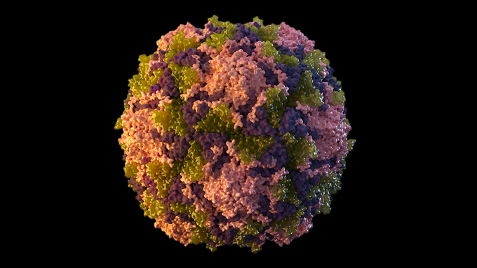illustration of a poliovirus virion