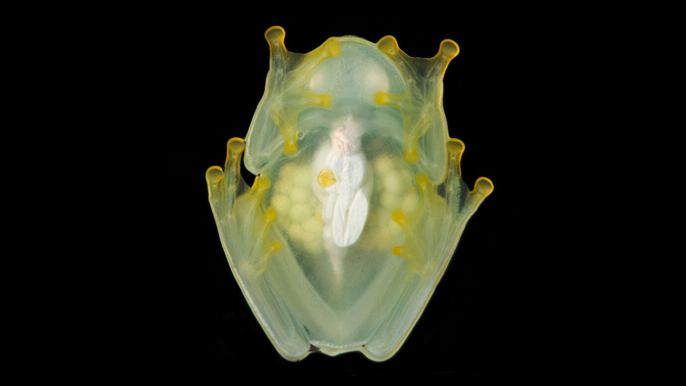 Sleeping glass frogs hide by storing most of their blood in their liver