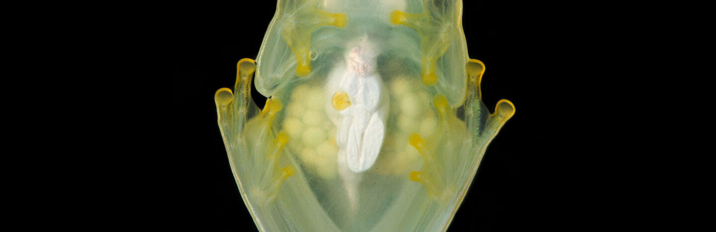 This sleeping female glass frog tucks away most of her red blood cells while she sleeps. Her eggs are visible within her transparent ovaries.