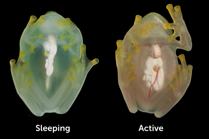 На фото зліва показано сплячу самку скляної жаби з більшою частиною червоних кров’яних тілець у печінці.  У той час як на фотографії праворуч показано жабу під час неспання з циркулюючою кров’ю та менш прозорою.