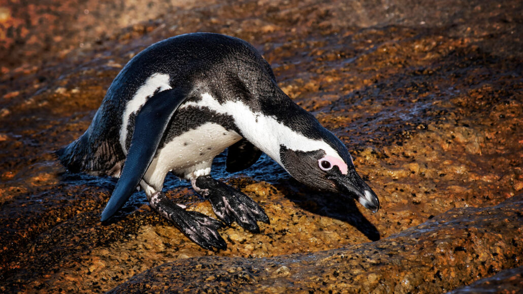 photo of an African penguin standing on a rock and bowing its head