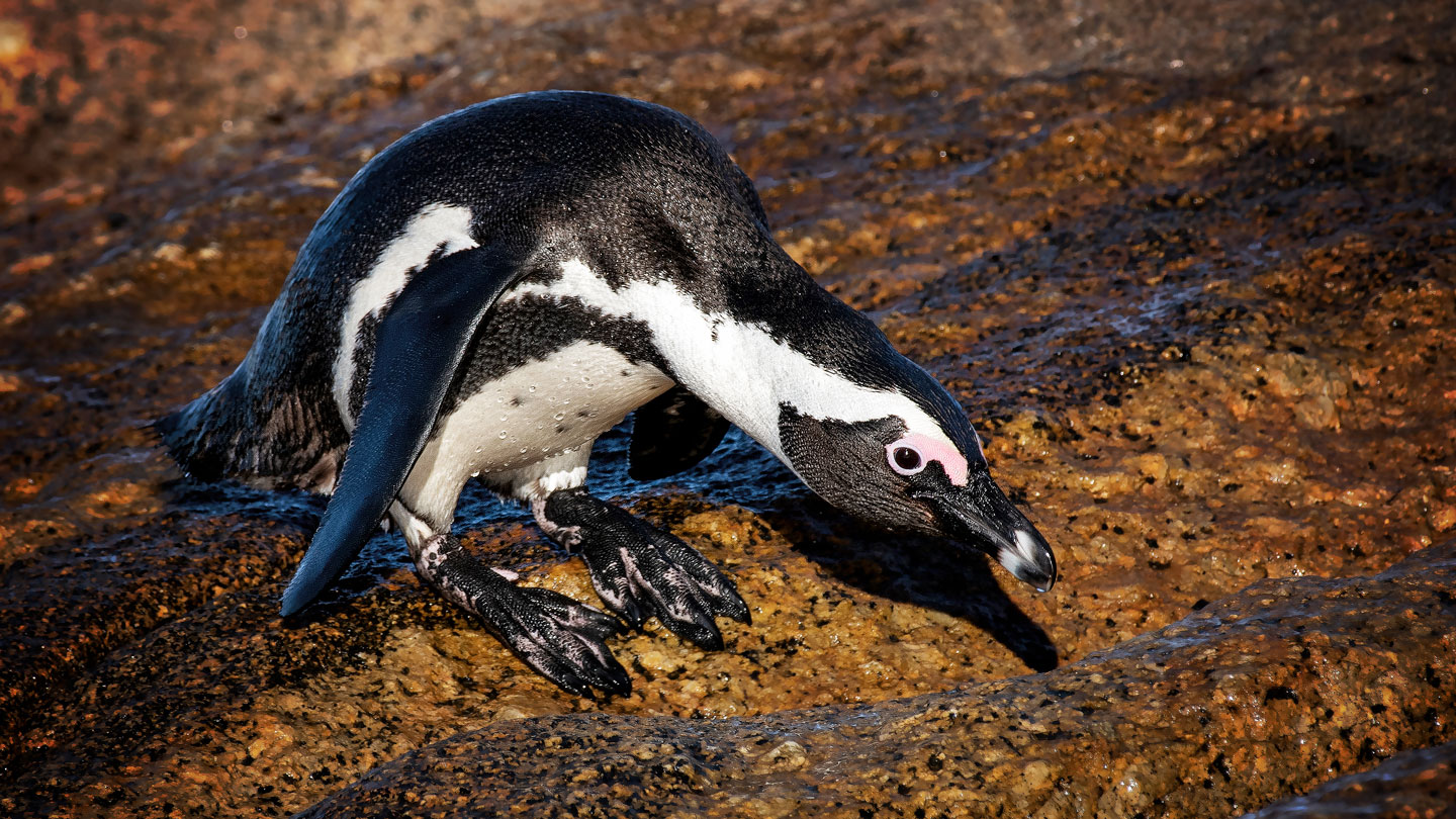 Birds that dive may be at greater risk of extinction - Science News Magazine