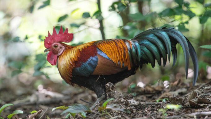 a wild red jungle fowl, which looks like a colorful rooster, standing in a forest