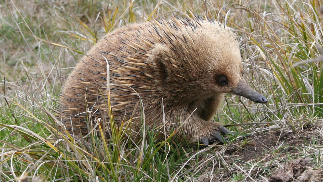 an echidna standing in tall grass