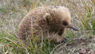 an echidna standing in tall grass