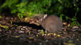 An Amami rabbit sitting on the ground.