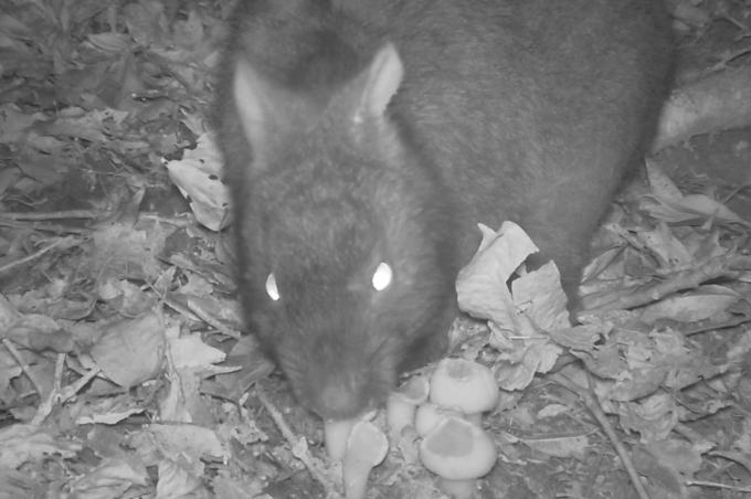 A night photo of an Amami rabbit munching on the fruit of a parasitic plant.