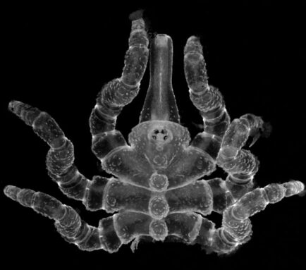 A microscope picture of a juvenile sea spider with the final quarter of its physique, together with two legs and the anal tubercle, had been amputated.