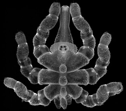 A microscope image of a juvenile sea spider after the first molt shown as short stubs attached to a new body segment at the animal’s back end.