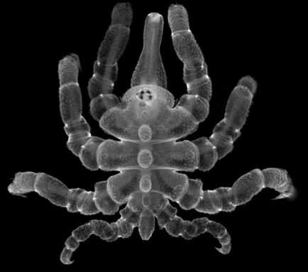 A microscope image of a juvenile sea spider as its new anal tubercle and legs start taking shape.