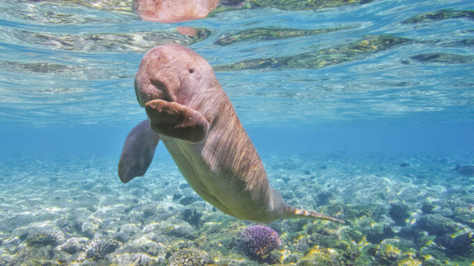 An underwater photo of a juvenile dugong swimming in the Red Sea not too far from the surface.