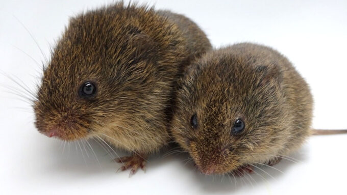 A close up photo of two prairie voles sitting next to each other on a white background.
