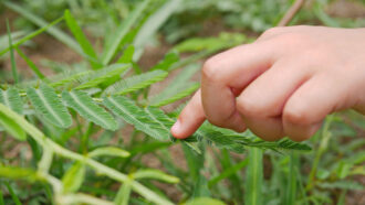 A photo of a small hand reaching out with an index finger to touch the long green leaf of a plant near the ground.