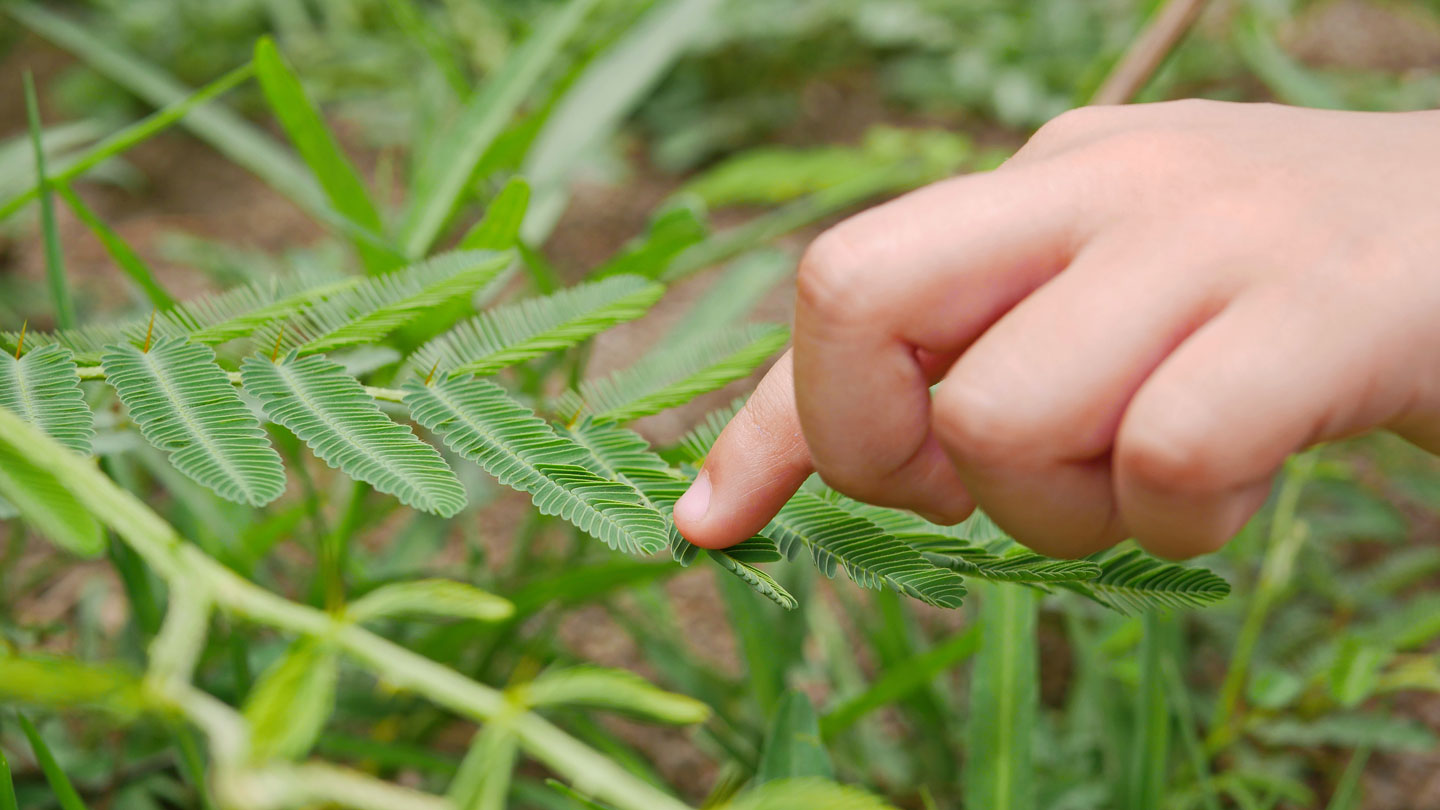 A plant’s version of muscles does the lifting and pushing that shuts a Mimosa pudica plant leaf like a book when touched, perhaps as defense against