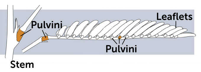 A side-view drawing of a folded mimosa leaf.