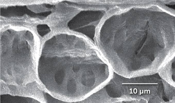 Een vergroot beeld van de spierachtige pulvinuscellen die op een lege honingraat lijken.  Sommige binnenoppervlakken hebben ondoorzichtige grijze stippen.