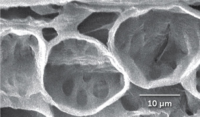 A magnified view of the musclelike pulvinus cells which resemble an empty honeycomb. Some of the inside surfaces have opaque gray dots.