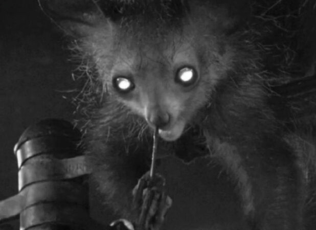 a black and white image of an aye-aye picking its nose with a stick taken at night