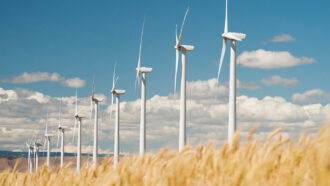 A line of wind turbines disappearing into the distance with an out of focus wheat field in the foreground.