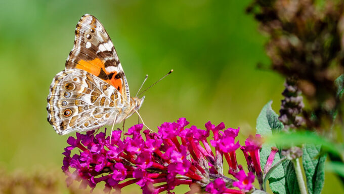 An orange and gray Australian painted lady sitting atop a bright magenta flower.
