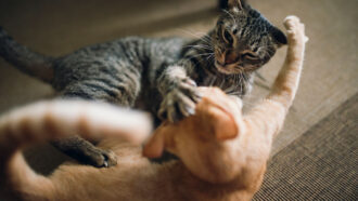 Two tabby cats play fighting on an apartment floor.