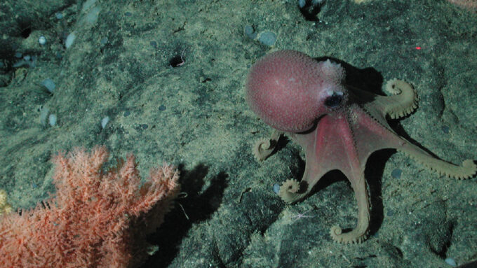 A purple octopus as it sits on the ocean floor.