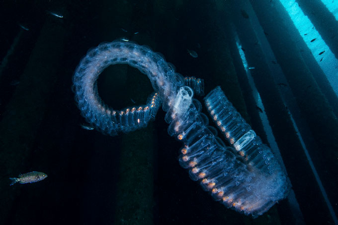A chain of salps floats off the coast of California in the Pacific Ocean.