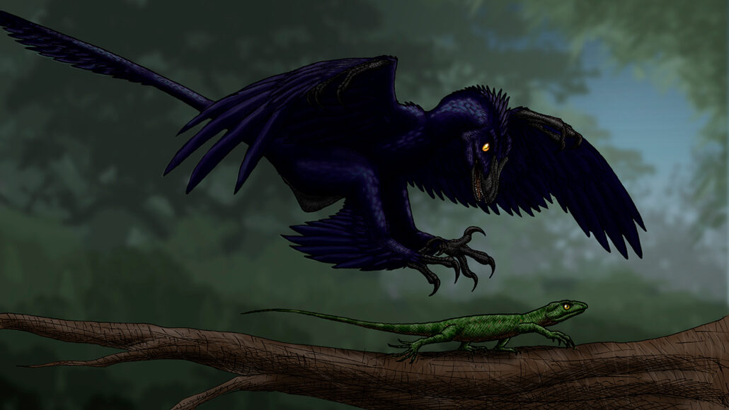 An illustration of Microraptor, which looks like a small dark bird with a dinosaur-esque head, swooping on an unsuspecting lizard that's walking along a branch