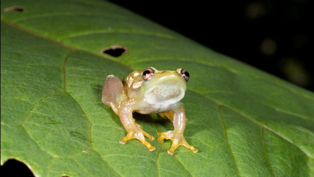 A newfound frog, Hyperolius ukaguruensis, which is a mxi of gold and green, looking upwards as it sits on a leaf