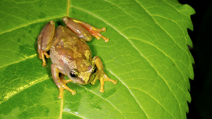 een Hyperolius ukaguruensis staat op een blad.  Het is goudkleurig met donkerdere vlekken langs zijn rug