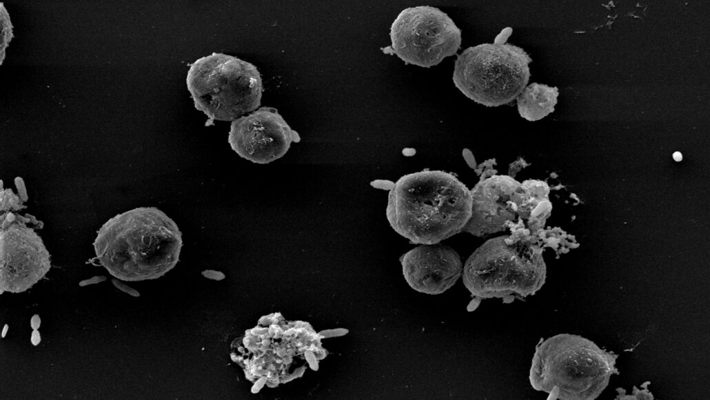 Round Emiliania huxleyi cells, some clustered around smaller rod-shaped bacteria, consuming them