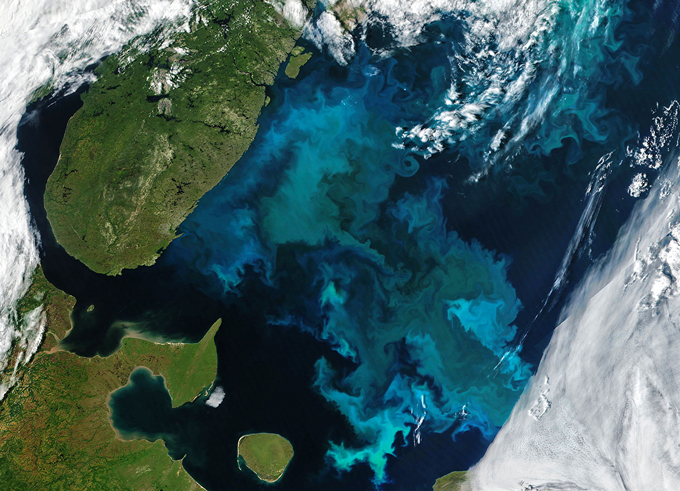 A satellite image of a massive phytoplankton bloom in the Barents Sea, showing a stark contrast between the dark ocean water and bright blue plankton