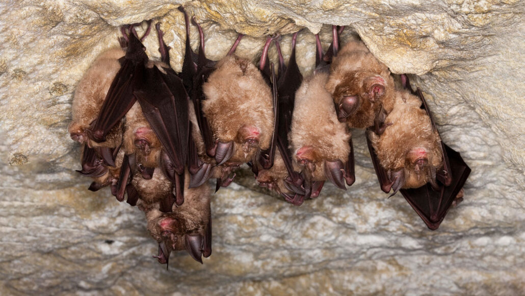A cluster of greater horseshoe bats hanging upside down in a cave