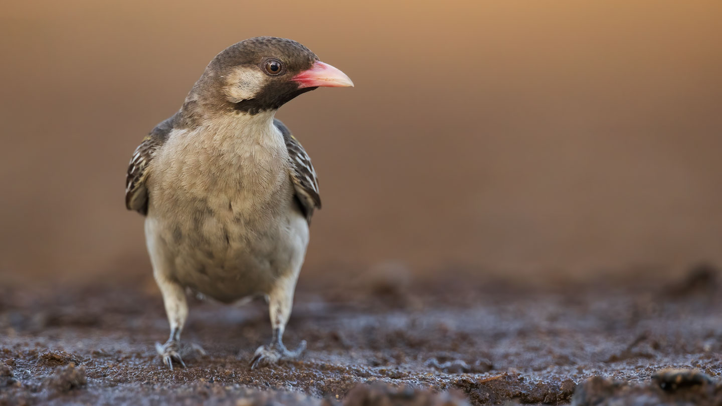 A greater honeyguide, a small bird with a tan body, dark brown wings and head, and a red beak, looks to the right
