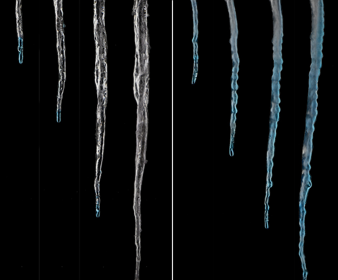 Blue dye used to show differences in how icicles grow without salt (left, a sequence of four images showing the icicle’s growth over time) and with salt (right). The blue dye is visible only where the water is liquid.
